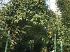 -西苑公园