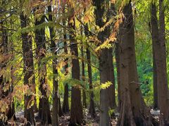 -上海海湾国家森林公园