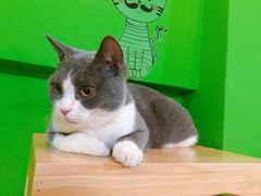 -李小姐の猫咖啡馆(五角场店)