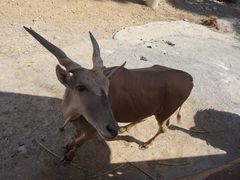 -泉州海丝野生动物世界