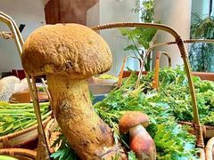 -蘑界·野生菌火锅(深业上城店)