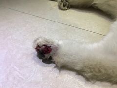 -阿荣24H宠物医院·综合型转诊中心·CT·核磁影像中心