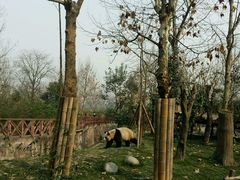 -成都大熊猫繁育研究基地