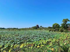 -上海海湾国家森林公园