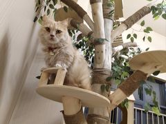 -唐小姐の私宠·宠物洗护美容·撸猫馆·购宠(周浦万达旗舰店)