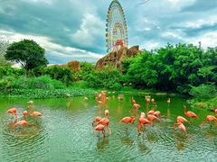 -芽庄珍珠岛游乐园