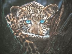 -罗红摄影艺术馆