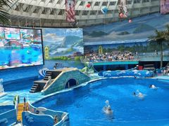 -海合安成都极地海洋公园