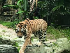 -深圳野生动物园