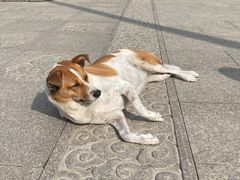 -龙华素斋(龙华路店)