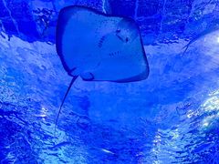 -海合安武汉极地海洋公园