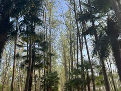 -合肥滨湖国家森林公园