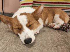 -浣熊柯尔鸭土拨鼠·电玩咖