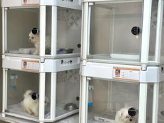 -翊宠yipet猫狗购宠庄园