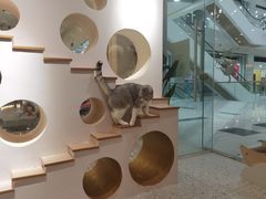 -猫域·湾主题猫咖·宠物吧(南坪城市广场店)