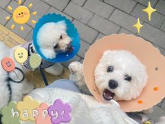 -伟伟宠物医院·CT影像中心·瑞派犬猫综合性门诊(汉口总院)