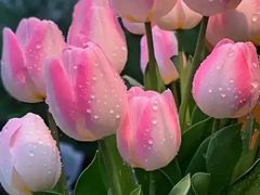 -奥体中心游泳馆