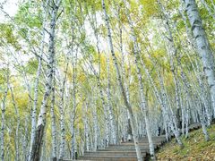 -塞罕坝国家级自然保护区