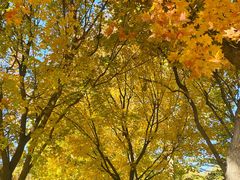 -大兴滨河森林公园