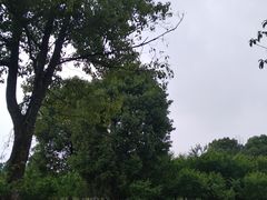 -秀丽东方