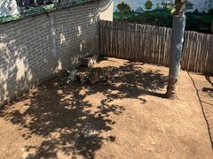 -西霞口神雕山野生动物世界