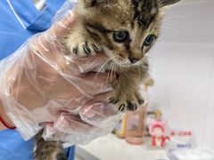 -博特宠物医院24h犬猫全科.骨科·异宠