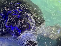 -绿色星球动物主题公园