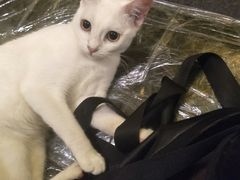 -猫色咖啡·猫咖