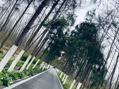 -合肥滨湖国家森林公园