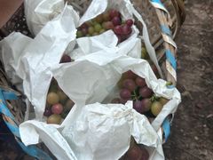 -马陆小张葡萄园农家乐