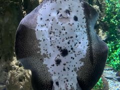 -迪拜水族馆及水下动物园