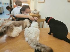 -滚猫咖啡·猫咖·猫友好撸猫(未来城店)