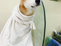 -瑞鹏宠物医院·爱宠堂·骨外专科(西荷分院)