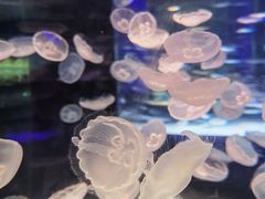 -海合安成都极地海洋公园