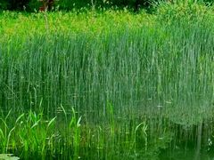 -白鹭湾湿地公园