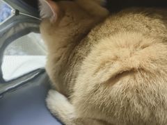 -瑞鹏瑞爱宠物医院·全科·猫科·血液透析中心(龙头寺店)