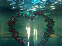 -北戴河圣蓝海洋公园