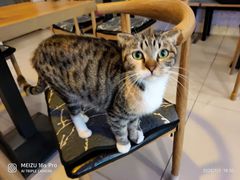 -平行世界·猫咖(首经贸店)