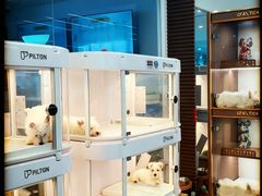 -翊宠yipet猫狗购宠庄园犬舍•猫舍