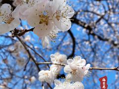 -海棠花溪(元大都城垣遗址公园)