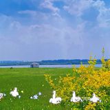 看荷花的好地方！