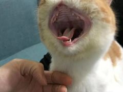 -捞旺猪肚鸡(街道口店)