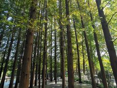-八大关景区