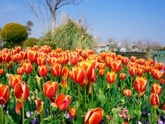 -荷兰花海