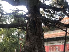 -北京国子监胡同