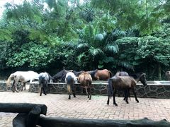 -海南热带野生动植物园