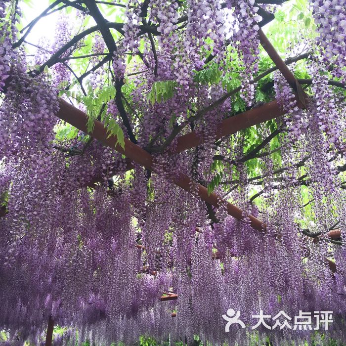 嘉定紫藤園圖片-北京公園-大眾點評網