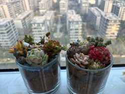 -月来悦好月子中心(东部新城店)