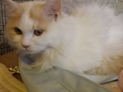 -平行世界·猫咖(首经贸店)