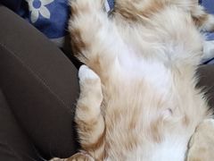 -瑞派宠物医院·中兽医专科(中央商城分院)